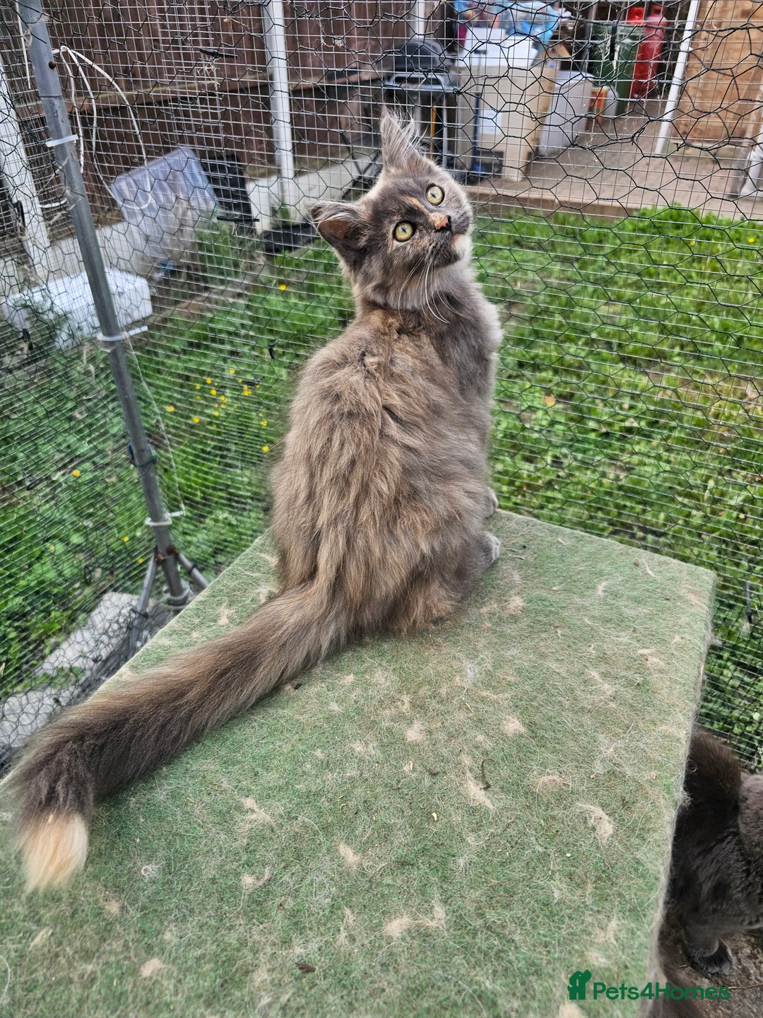 Maine Coon cats for sale: Pure maine coon silver tortie female - Image 3