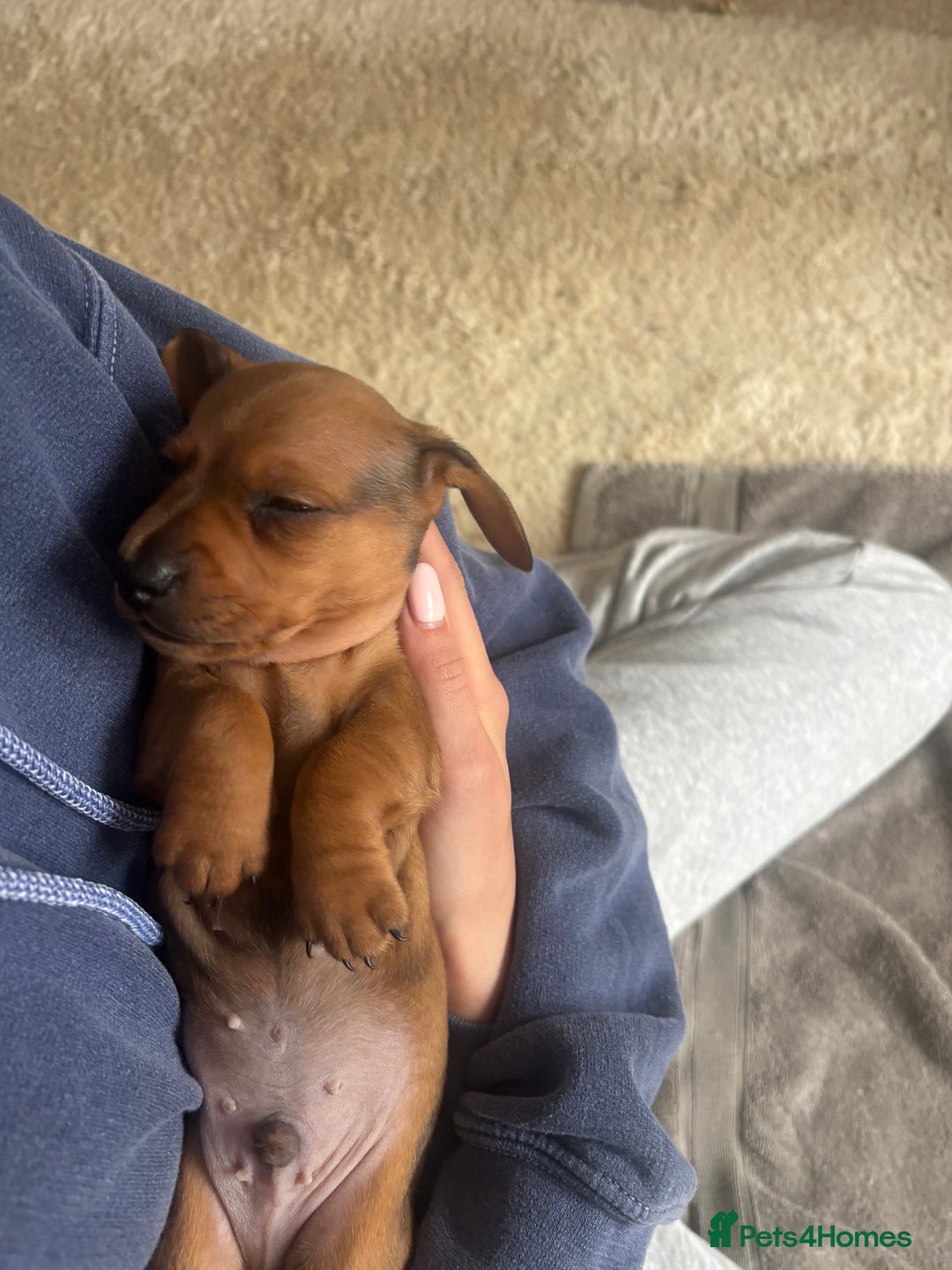 Miniature Dachshund dogs for sale: Miniature smoothed haired dachshund  - Image 15