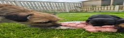 Border Terrier dogs for sale: Slem clear KC registered border terrier puppies - Advert 6
