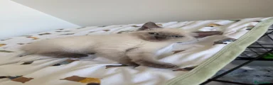Ragdoll 3