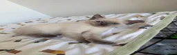 Ragdoll cats for sale: Ragdoll x kittens for sale  in Bristol - Advert 12