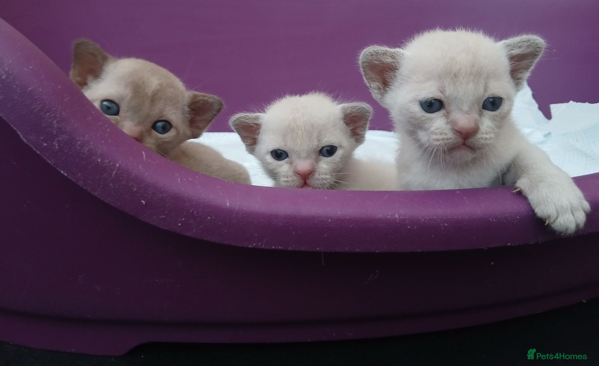 Burmese cats Lilac and Chocolate Burmese Kittens.  GCCF Reg.  - Advert 10