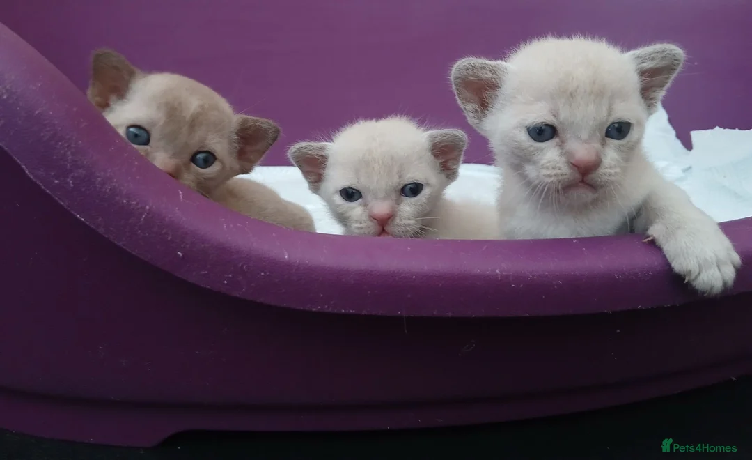 Burmese cats for sale: Lilac and Chocolate Burmese Kittens.  GCCF Reg.  - Advert 1