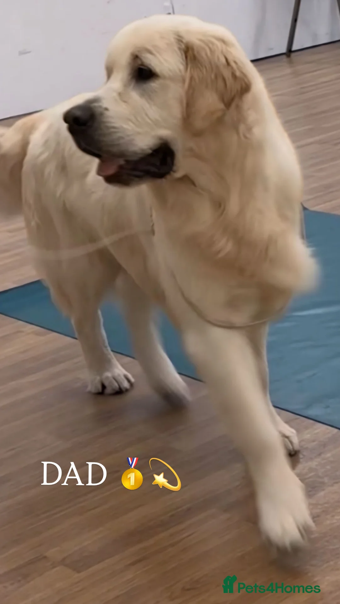 Golden Retriever dogs for sale: 🌟Golden Retriever Puppies | KC & Family Raised 🌟 - Advert 4