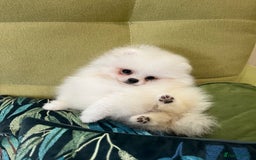 Pomeranian dogs for sale: Quality Pom puppies from Five Star Breeder  - Image 17
