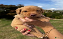 Labrador Retriever dogs for sale: ❤️ 🐾 KC registered Fox Red Labrador Pups, Angus - Image 7