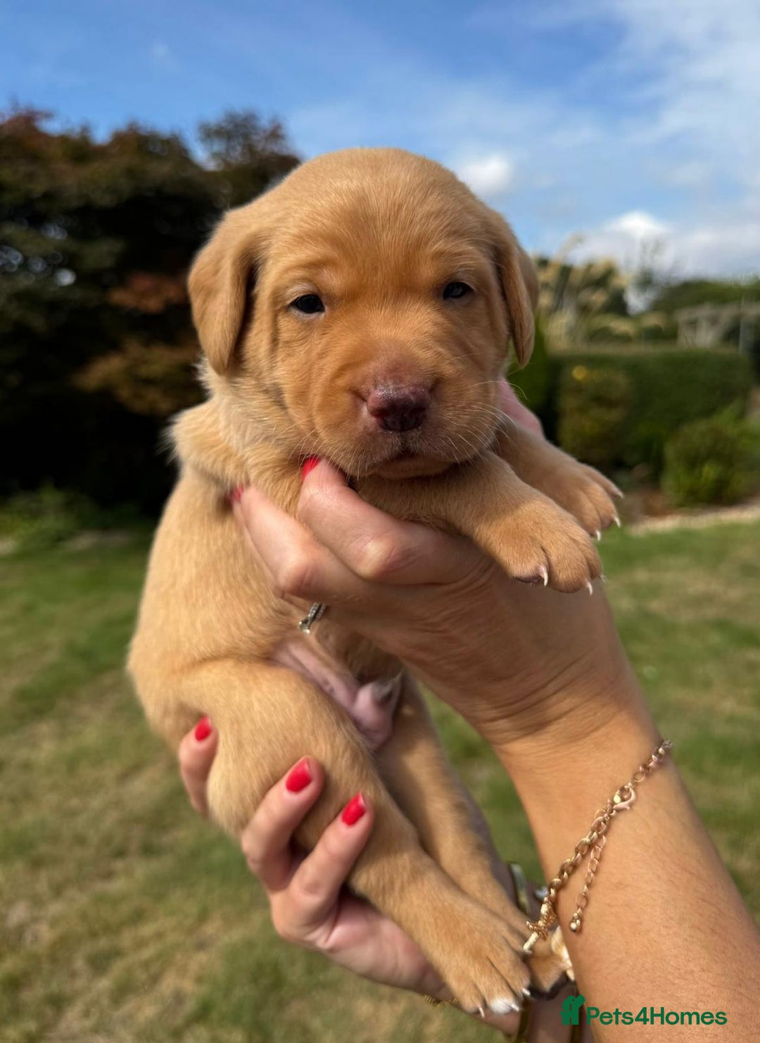 Labrador Retriever dogs for sale: ❤️ 🐾 KC registered Fox Red Labrador Pups, Angus - Image 7