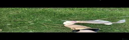 Ferret rodents for sale: Ferrets for sale  - Advert 7