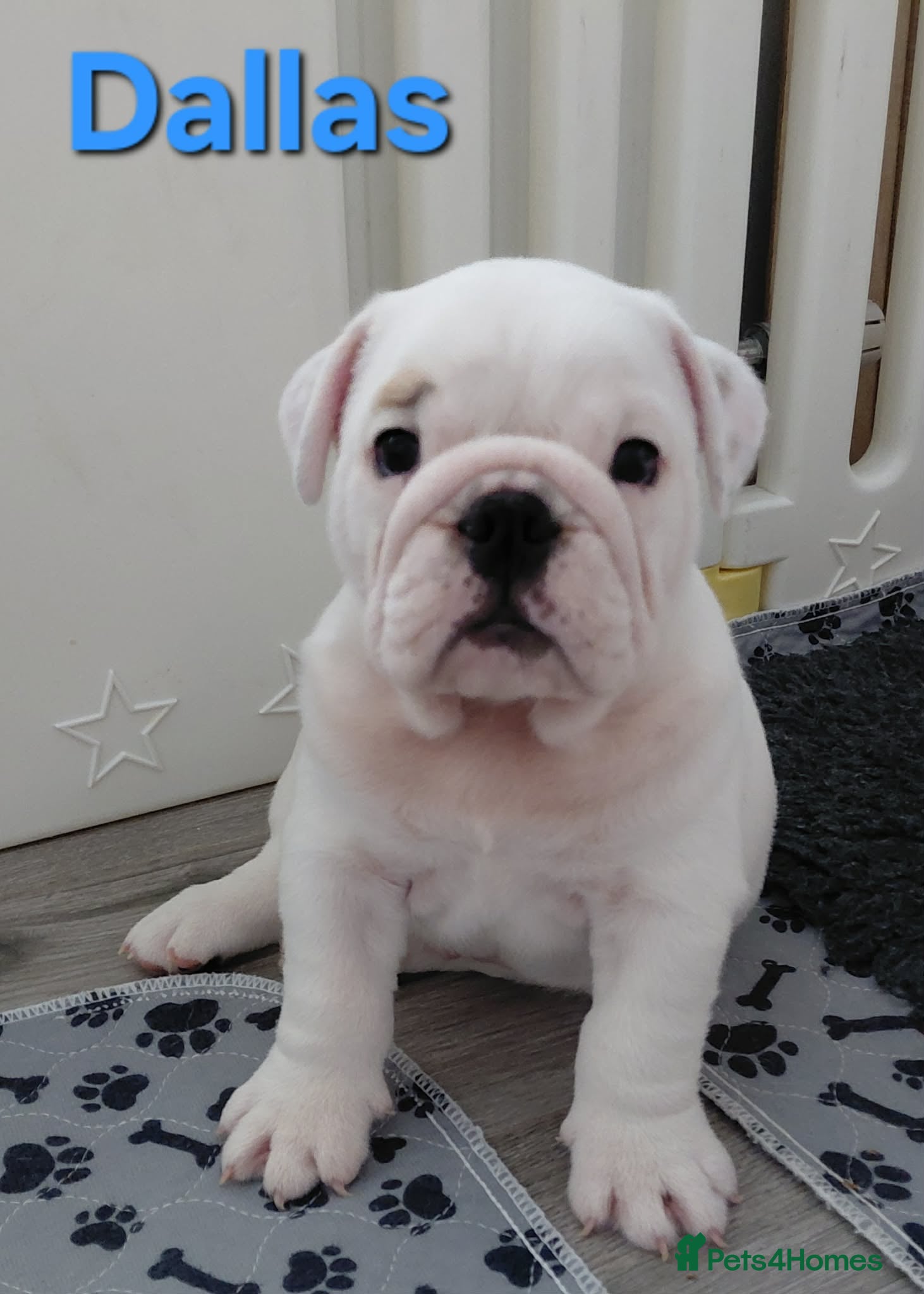 English Bulldog dogs English Bulldog Puppies Loving Homes Wanted 🐾 - Advert 2