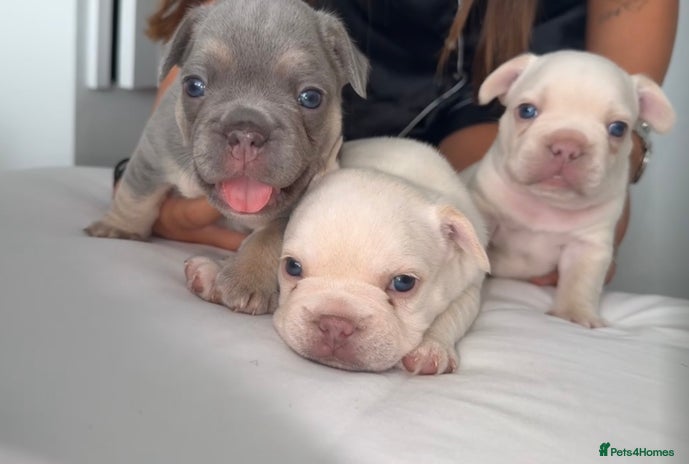 French Bulldog dogs - Advert 3