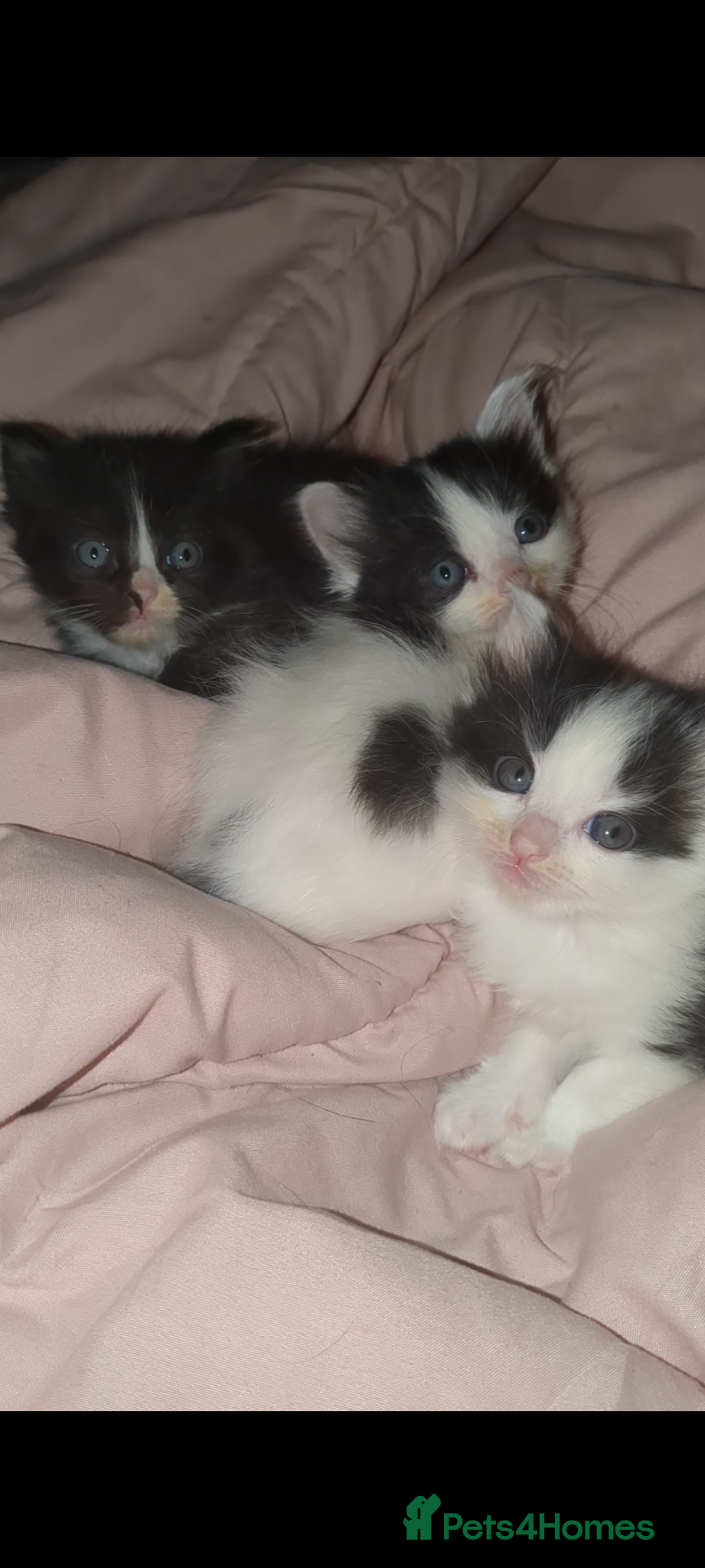 Mixed Breed cats Long hair cute kittens Turkish angora mix  - Advert 17