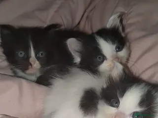 Mixed Breed cats Long hair cute kittens Turkish angora mix - Advert 17