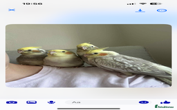 Cockatiels birds for sale: Cockatiel chicks  - Image 3