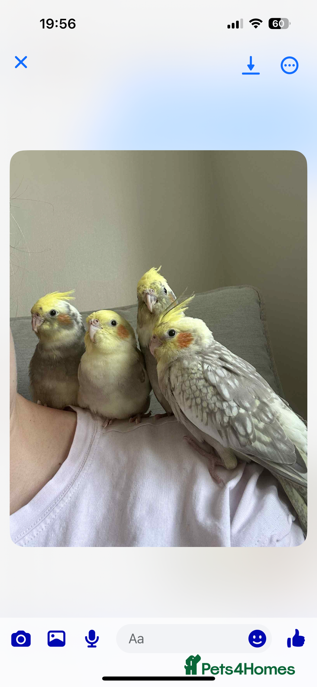 Cockatiels birds for sale: Cockatiel chicks  - Image 3
