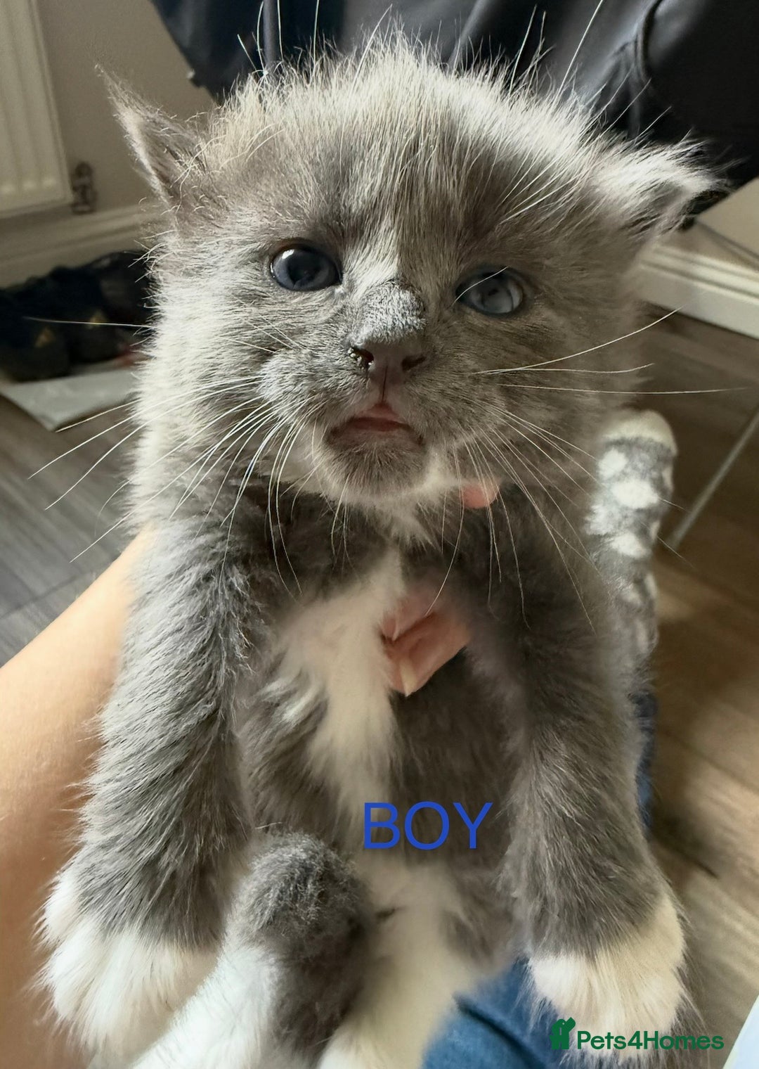 British Shorthair cats for sale: Kittens - Advert 4