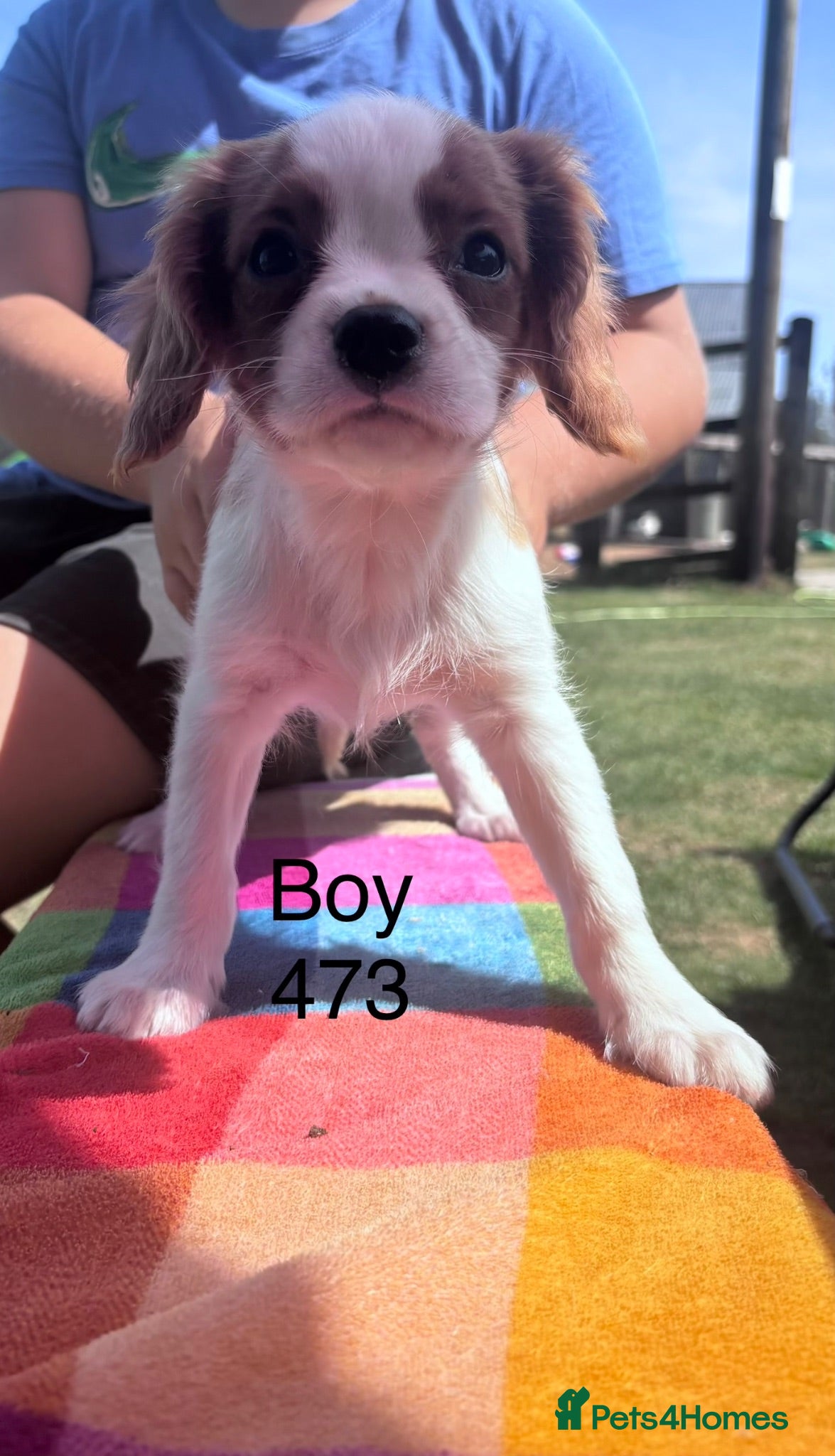 Cavalier King Charles Spaniel dogs Gorgeous chunky little puppies READY now - Advert 1