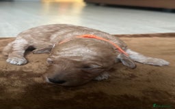 Toy Poodle dogs for sale: Red & black toy poodles  - Image 12