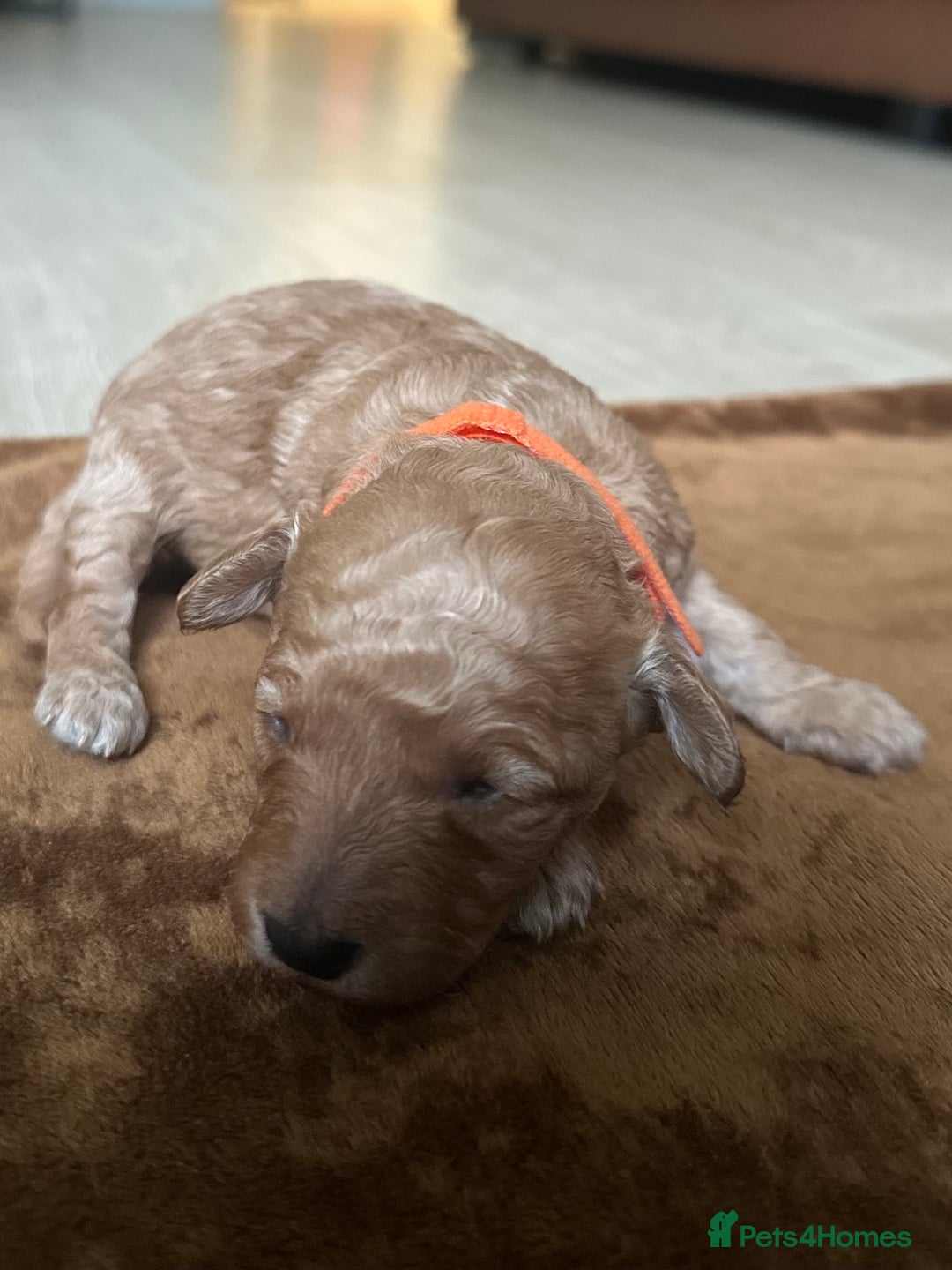 Toy Poodle dogs for sale: Red & black toy poodles  - Image 12