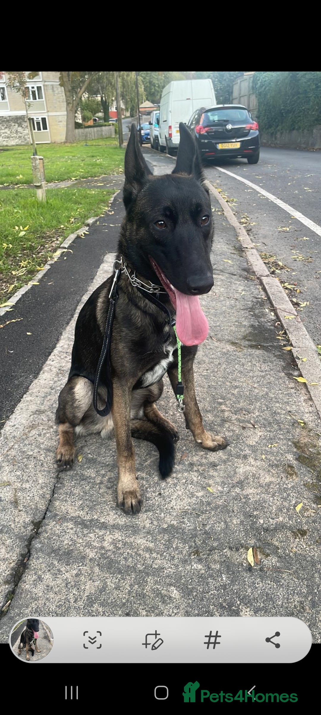 Belgian Shepherd Dog dogs for stud: Belgium malinois stud dog  in Bath - Image 3