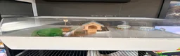 Hamster rodents for sale: Roborovski hamster in Norwich - Advert 2