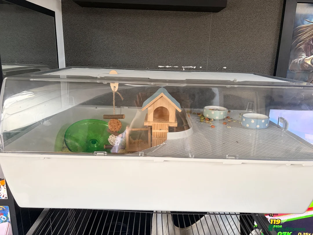 Hamster rodents for sale: Roborovski hamster in Norwich - Advert 2