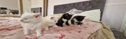 Mixed Breed cats for sale: Fluffy gorgeous soft fur kittens looking for 🏡  in Ipswich - Advert 7