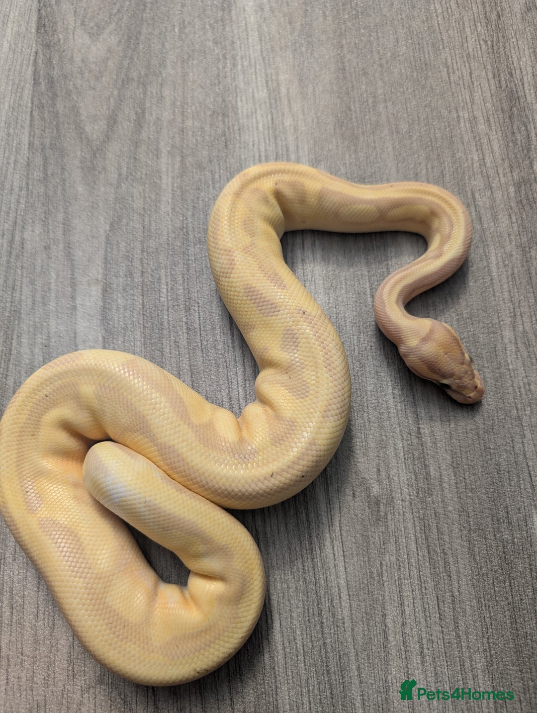 Python Snake reptiles for sale: Royal pyrhons  - Image 6
