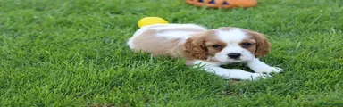 Cavalier King Charles Spaniel 1