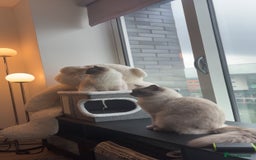 Ragdoll cats for stud: Mr.blue - Image 3