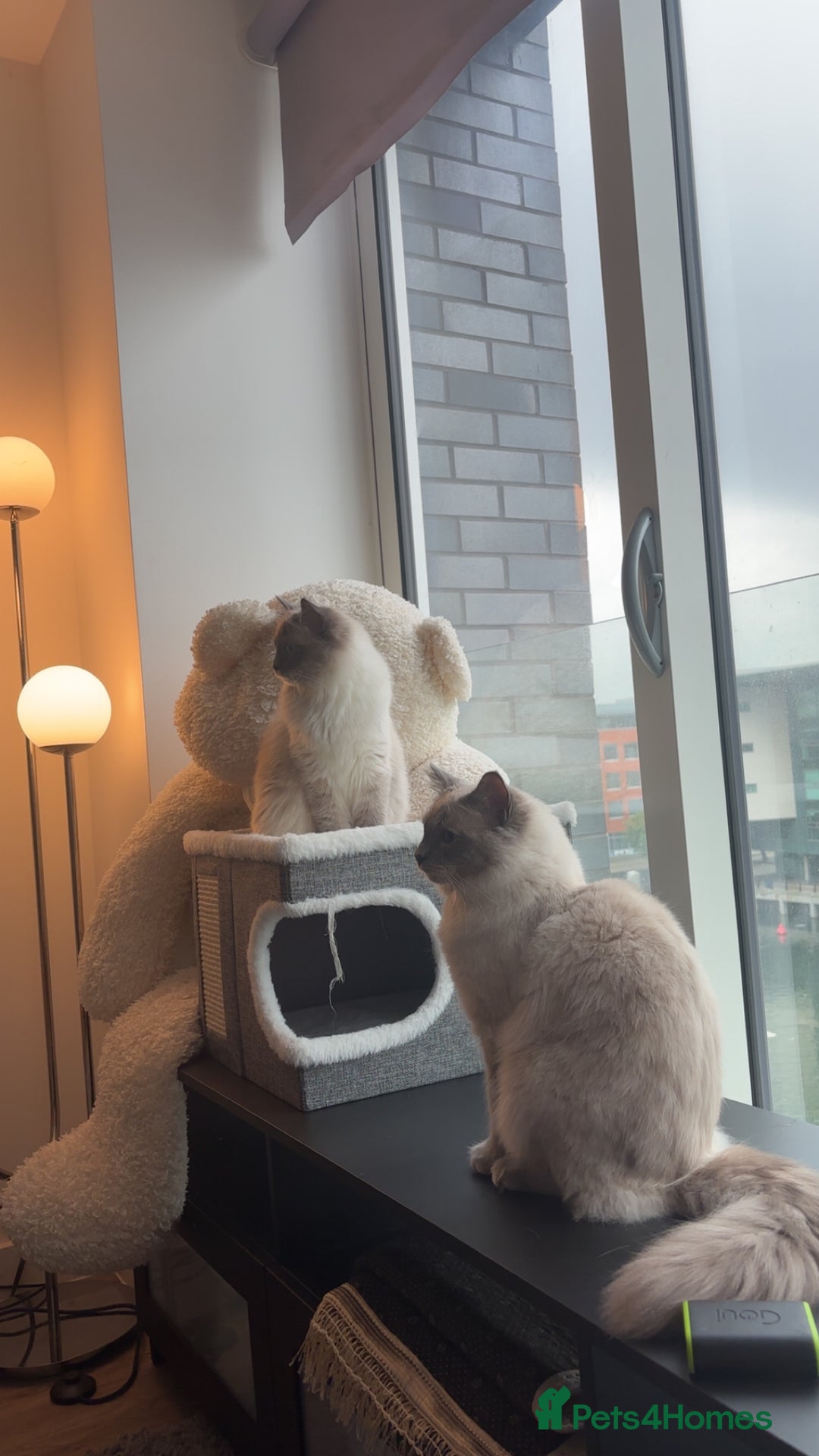 Ragdoll cats for stud: Mr.blue - Image 3
