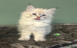 Siberian cats for sale: 😍 Siberian Neva Masquerade kittens 😍 - Image 3
