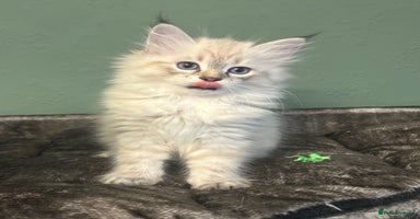 Siberian cats - Advert 4