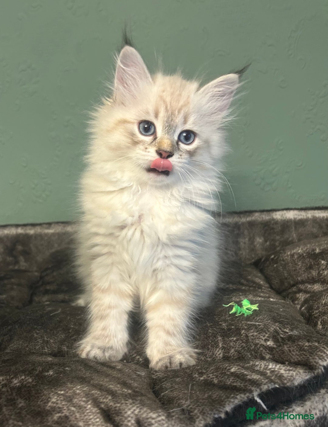 Siberian cats for sale: 😍 Siberian Neva Masquerade kittens 😍 - Image 3