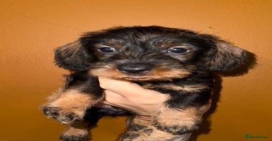 Dachshund dogs - Advert 2