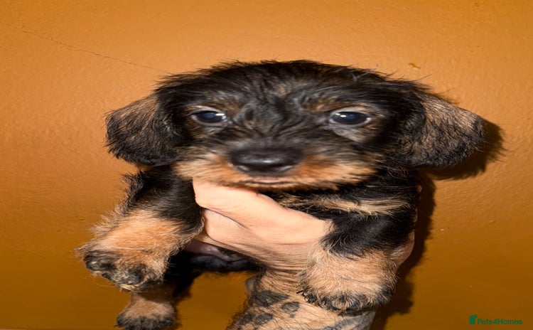 Dachshund dogs - Advert 2