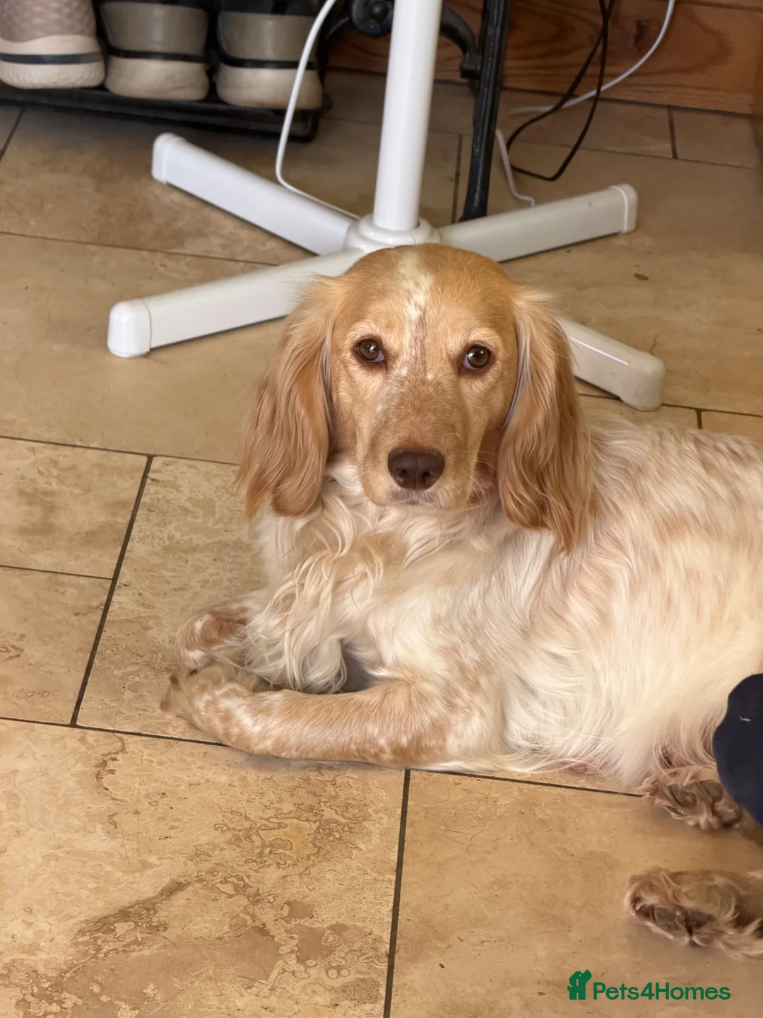 Cocker Spaniel dogs for sale: Working Cocker spaniel pups x4 Boys in Radstock - Advert 5