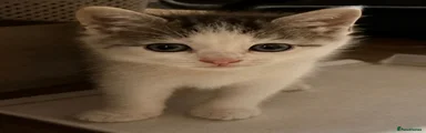 adorable girl❣️