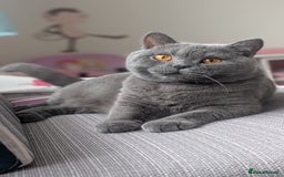 British Shorthair cats for sale: Gccf registered, Ready now - Image 9