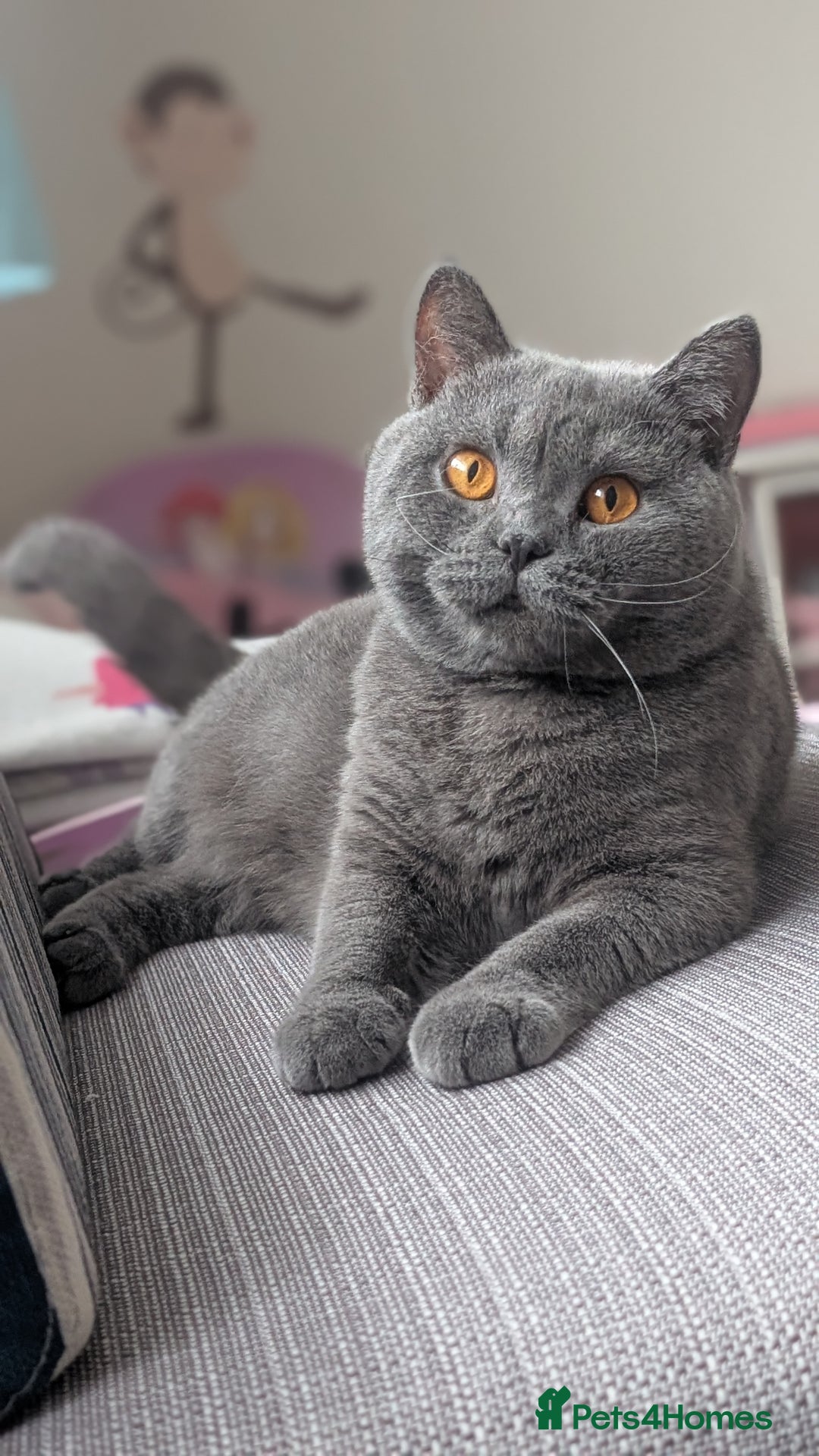 British Shorthair cats for sale: Gccf registered, Ready now - Image 9