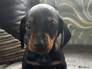 Dachshund dogs STUNNING B&T MALE KC SMOOTH STANDARD - Advert 10