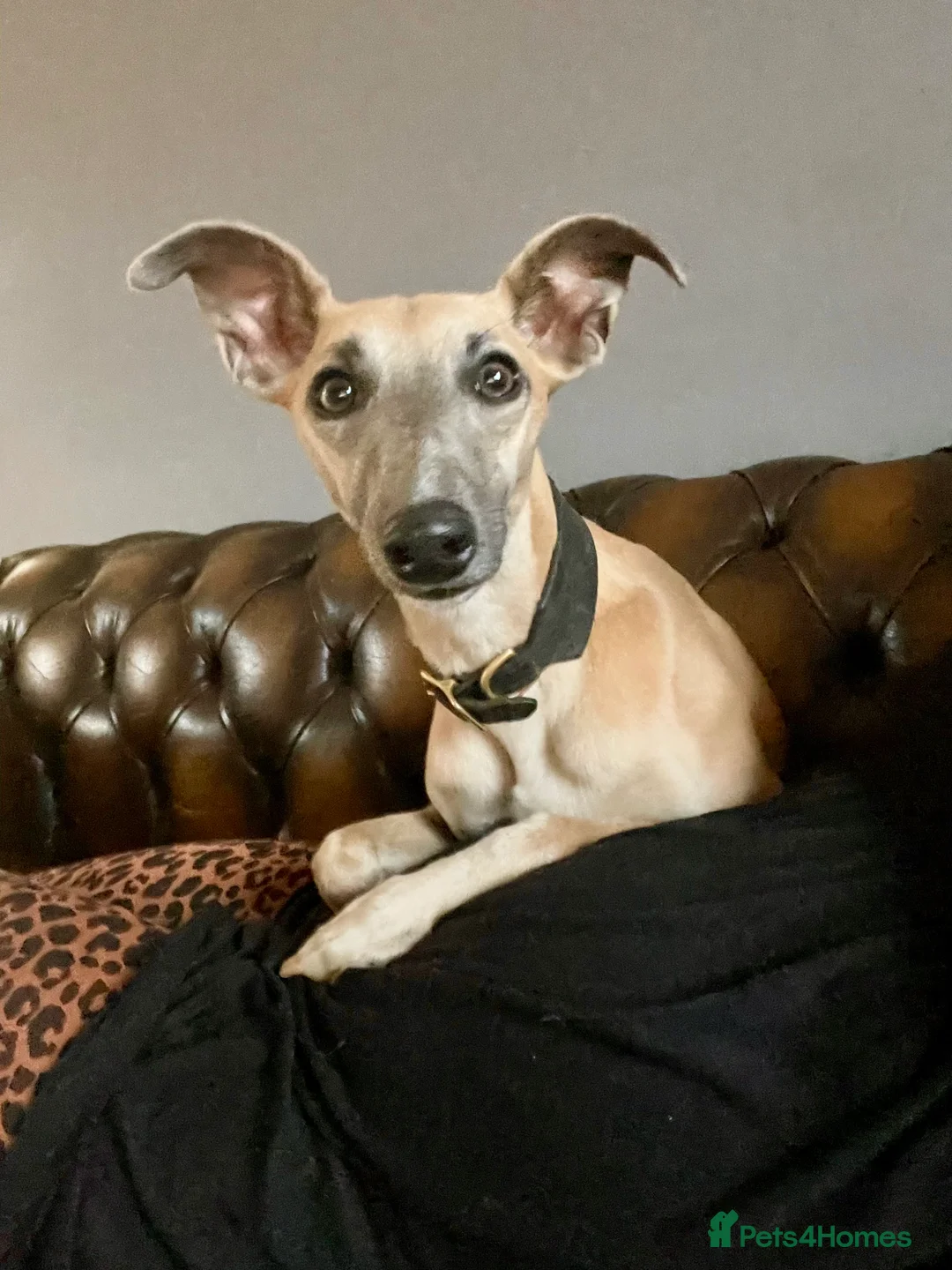 Mixed Breed dogs for sale: Whippet x Poodle READY NOW - Advert 24