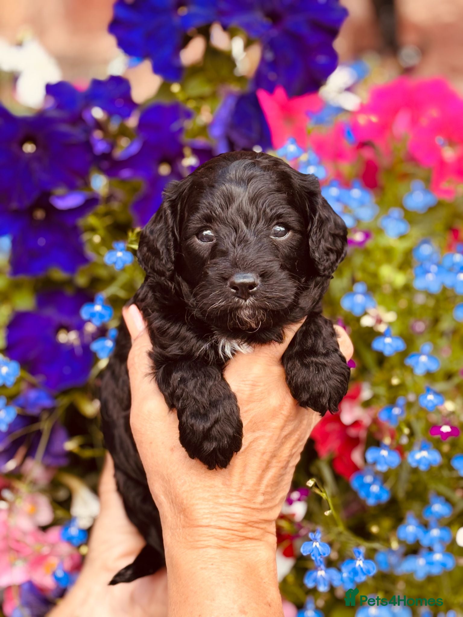 Cavapoo dogs Stunning F1 Cavapoo boys, KC parents - Advert 1