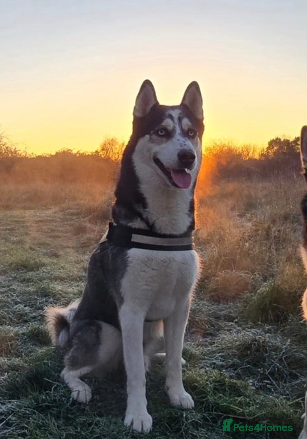 Siberian Husky dogs for stud: Zeus Siberian husky  - Advert 7