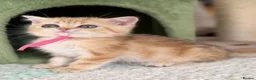 British Longhair cats for sale: British short/longhair odd/blue eyed kittens  - Advert 28