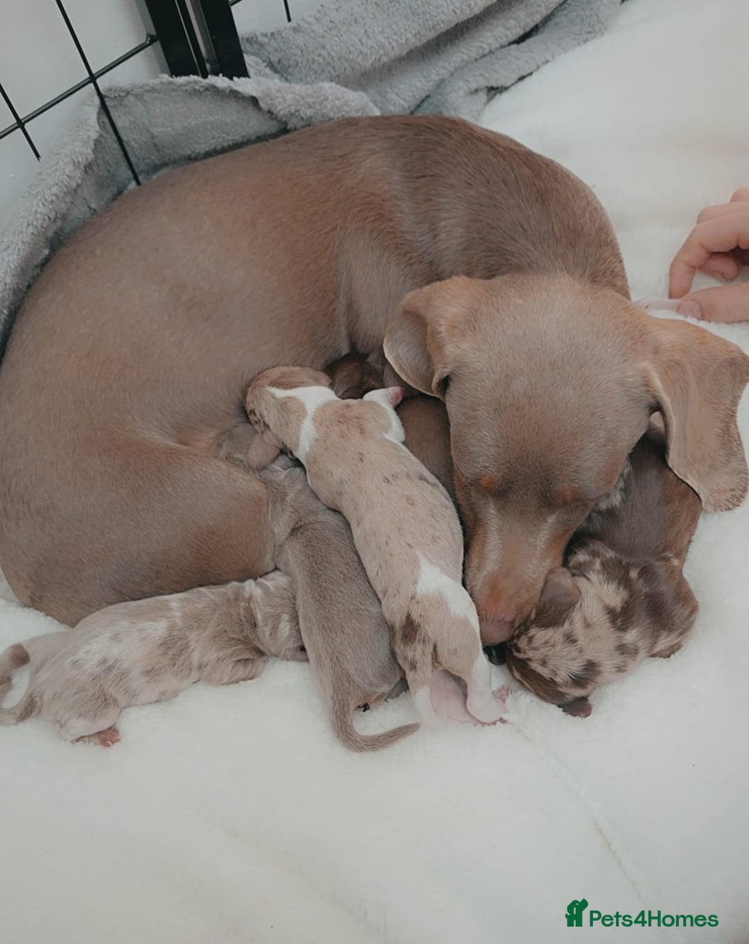 Miniature Dachshund dogs for sale: Miniture dachshund puppies available.  - Advert 8