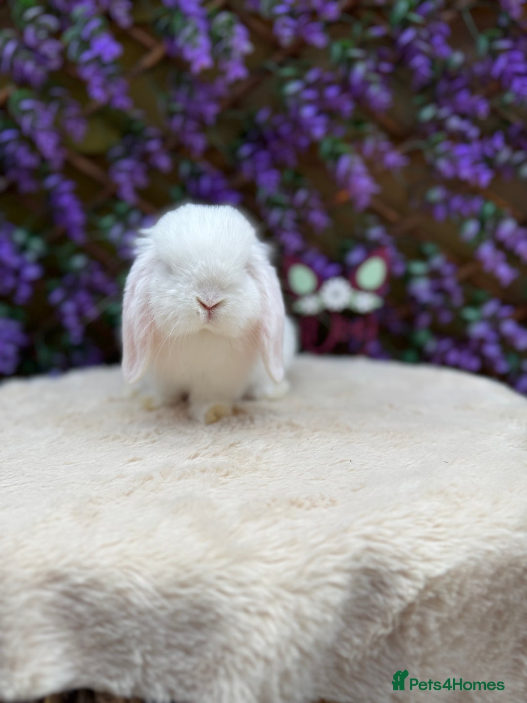 Mini Lop rabbits for sale: Mini lop sibling pair  - Image 14