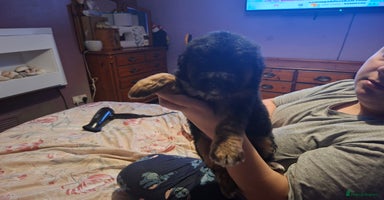 Mixed Breed dogs - Advert 6