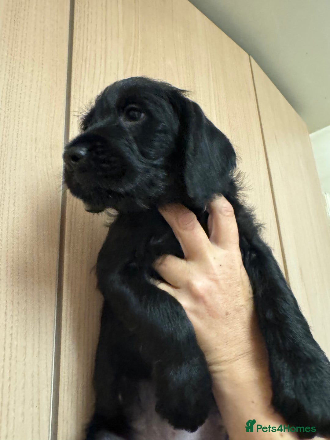 Mixed Breed dogs for sale: Beautiful unique puppies last girl left  - Advert 12