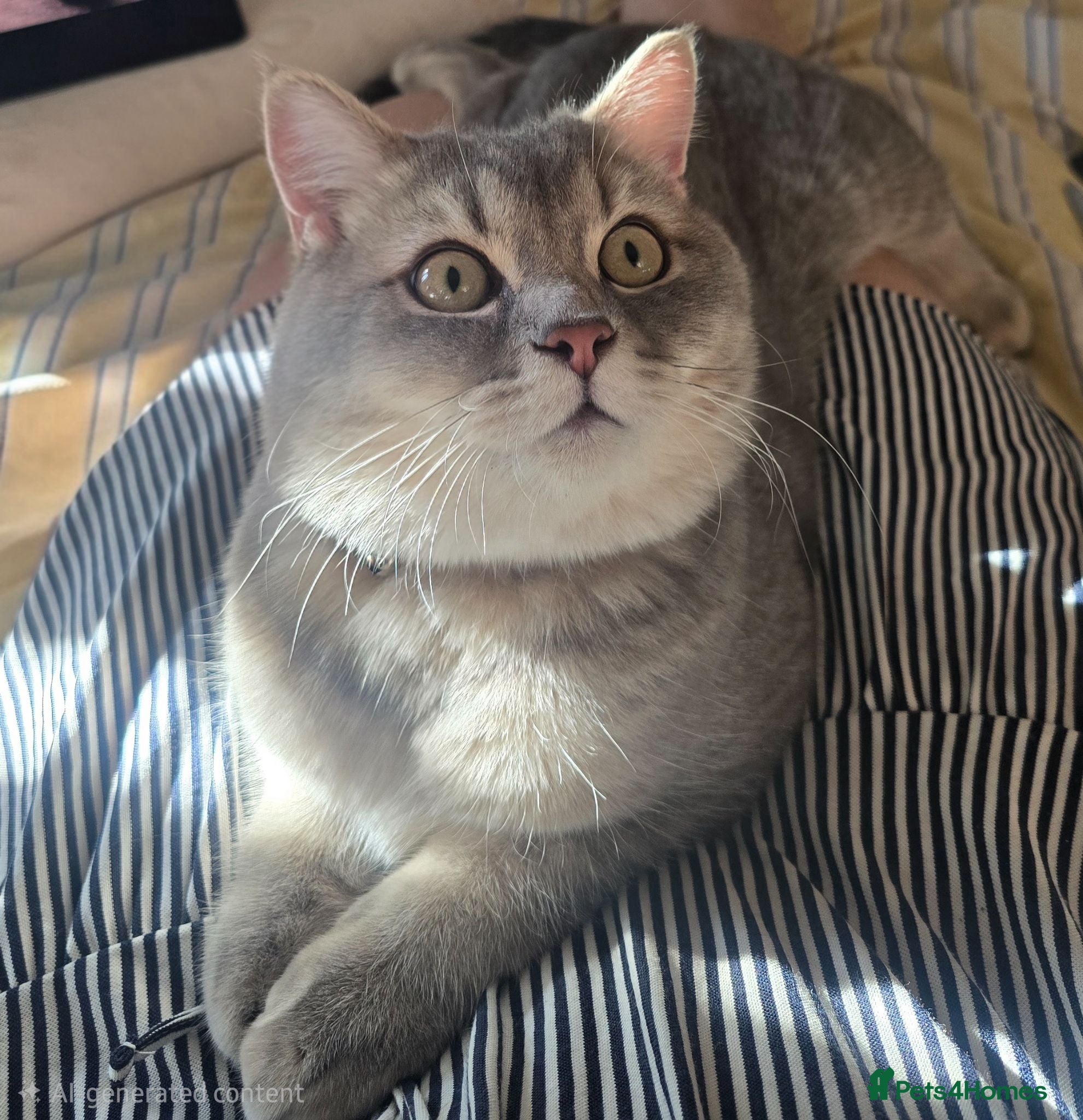 British Shorthair cats Silver/Blue Golden British Shorthair  - Advert 1