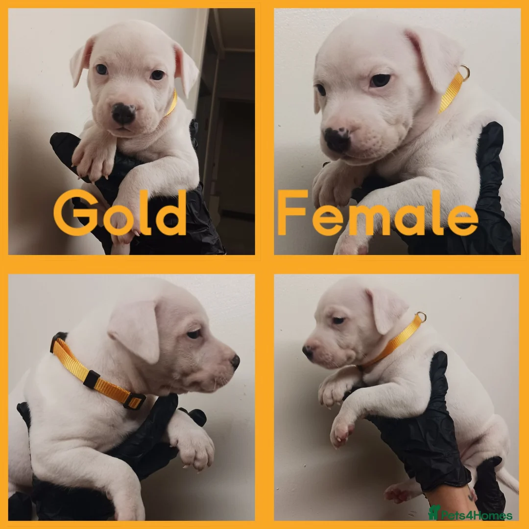 Staffordshire Bull Terrier dogs for sale: Staffordshire bull terrier  - Advert 11